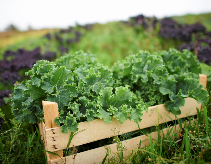 High quality produce, safely handled, every time